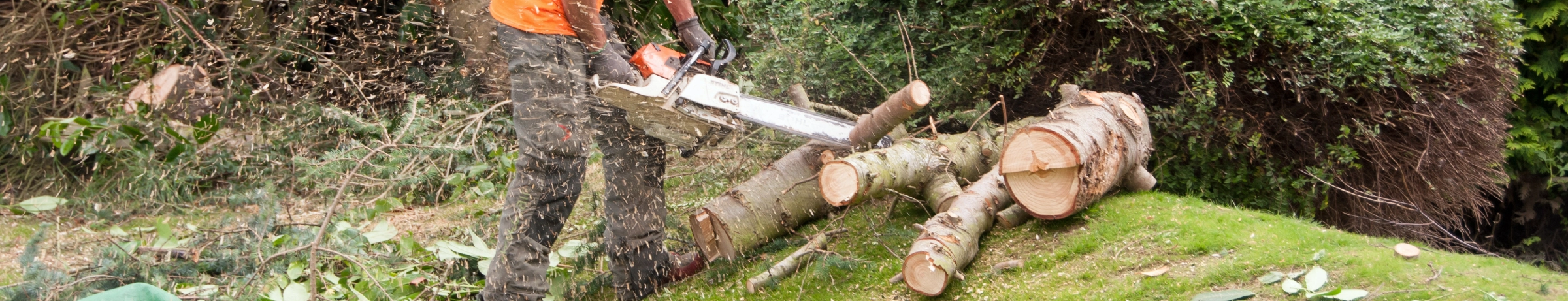 Image Gallery tec-nut.com for Dorking Tree Surgeon - Tree removal and stump grinding, No Coding Website, New Company, Tec-Nut.com Websites, Easy Website, Company Website, Simple Website, Free Website, Tree health and disease management, easy website, Best Website Builder, Arborist expertise and consultation
